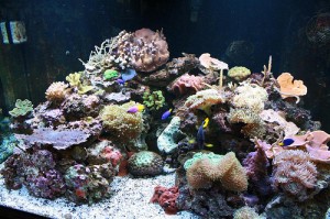 Saltwater Aquarium