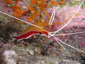 Cleaner Shrimp