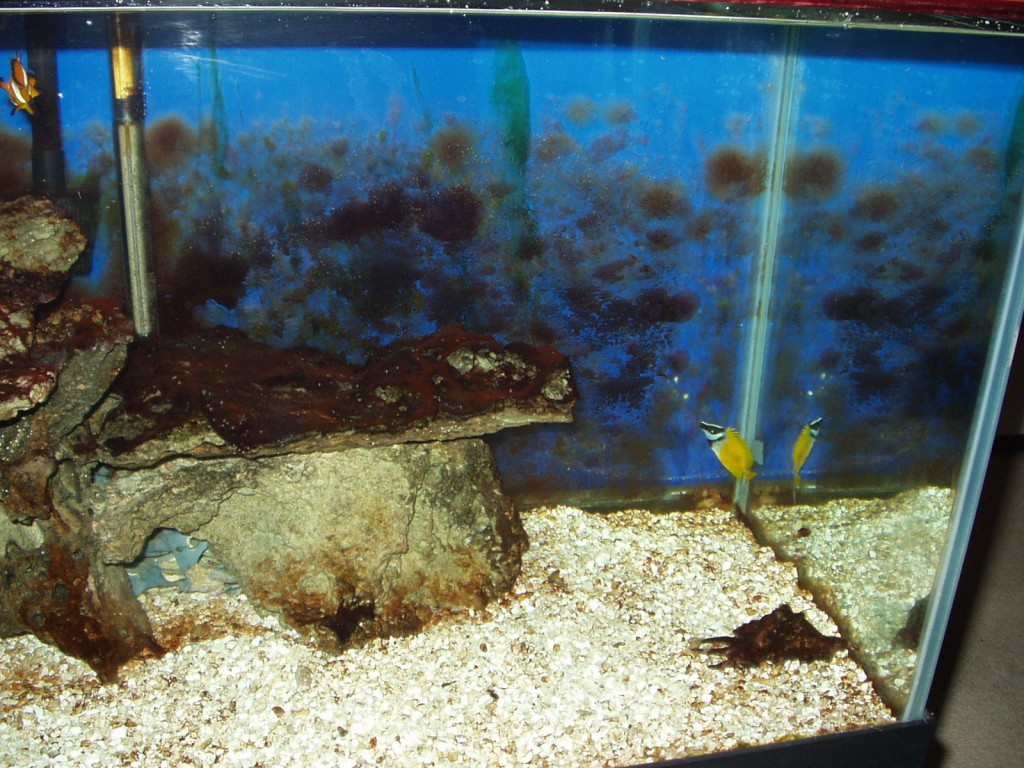 Aquarium Algae Control How I Got Rid Of Nuisance Algae In My Aquarium