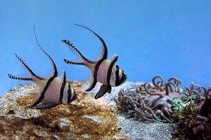 Cardinals In Saltwater Tank