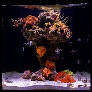 Live Rock Column