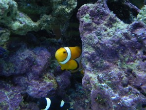 Clownfish and Clear Water