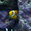 Clownfish and Clear Water