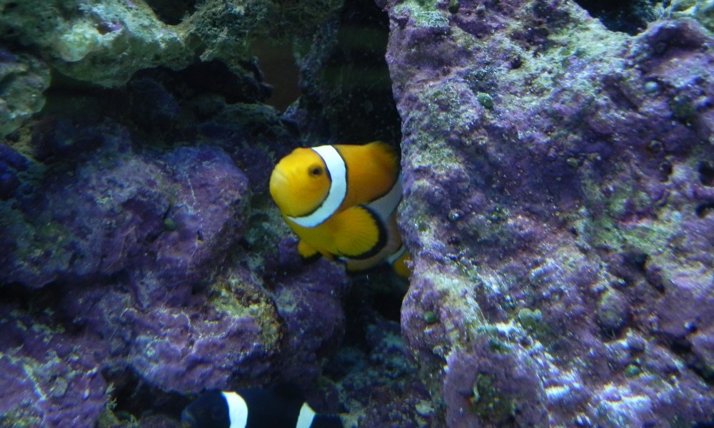 Clownfish and Clear Water