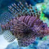 Lionfish