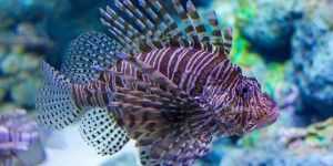 Lionfish