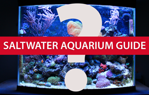 Saltwater Aquarium Guide